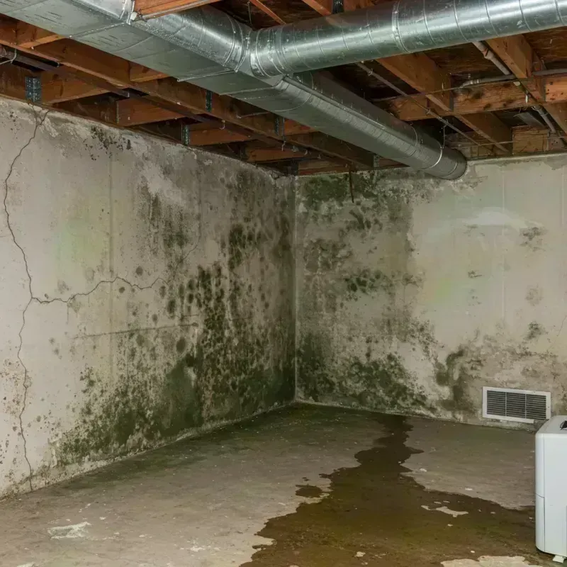 Professional Mold Removal in Arcadia, SC